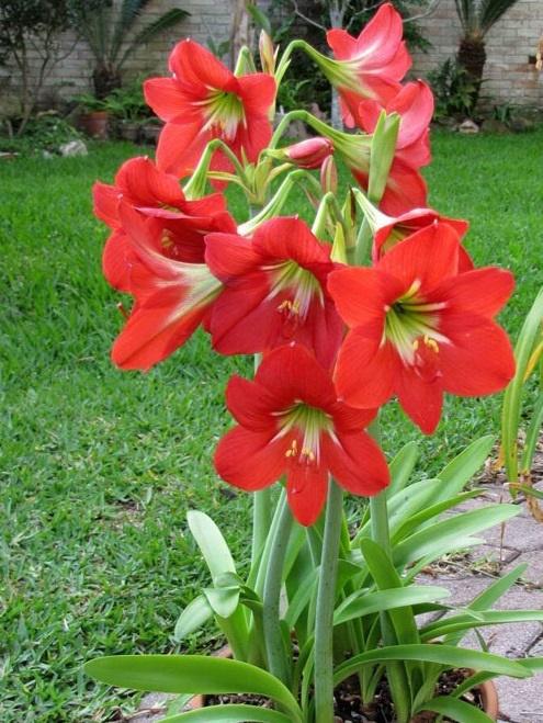 5 loại cây chớ trồng trong nhà kẻo vận xui kéo về, tài lộc tiêu tán-2