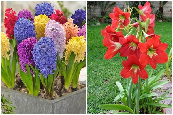 5 loại cây trồng trong nhà giúp xua đuổi vận đen tháng cô hồn-5