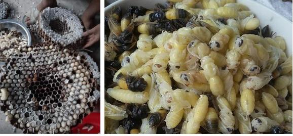 Cô gái được cho 100 triệu cũng không dám ăn món của hiếm Việt Nam-2