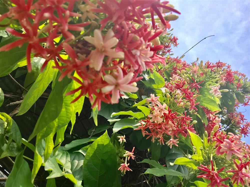 An yên giữa phồn hoa với lâu đài phủ hương của nữ thiết kế thời trang-6