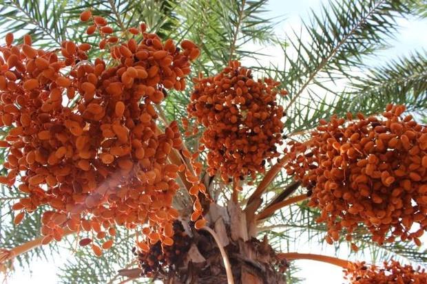 Loại quả giới nhà giàu Dubai quý như vàng, Việt Nam cũng có nơi trồng-1