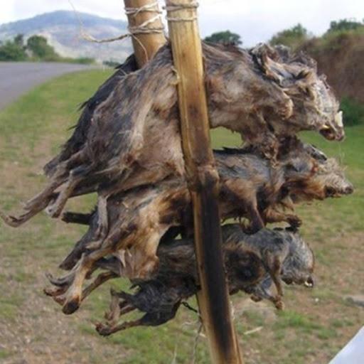 Đặc sản Châu Phi ngon hết nước chấm, dân du lịch chạy mất dép-6