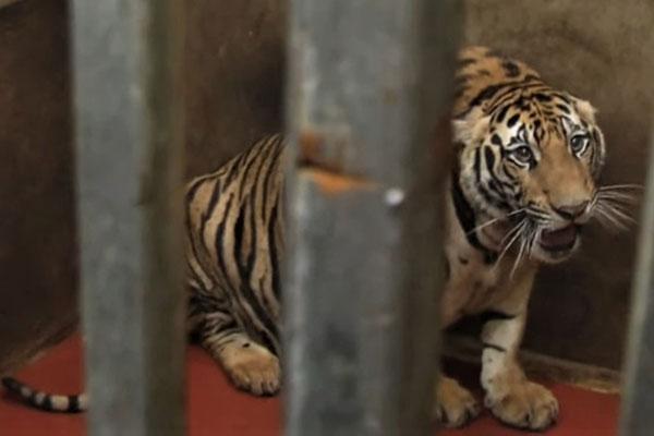 8 trong số 17 con hổ chết sau vụ phát hiện nuôi nhốt trái phép-1