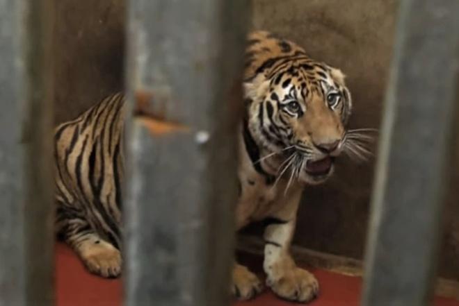 8 con hổ chết có thể do bị gây mê kéo dài-1