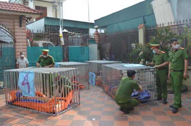 8 con hổ chết có thể do bị gây mê kéo dài-3