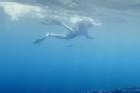 Thợ lặn bơi cùng hàng trăm con cá mập voi ở Qatar
