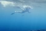 Thợ lặn bơi cùng hàng trăm con cá mập voi ở Qatar