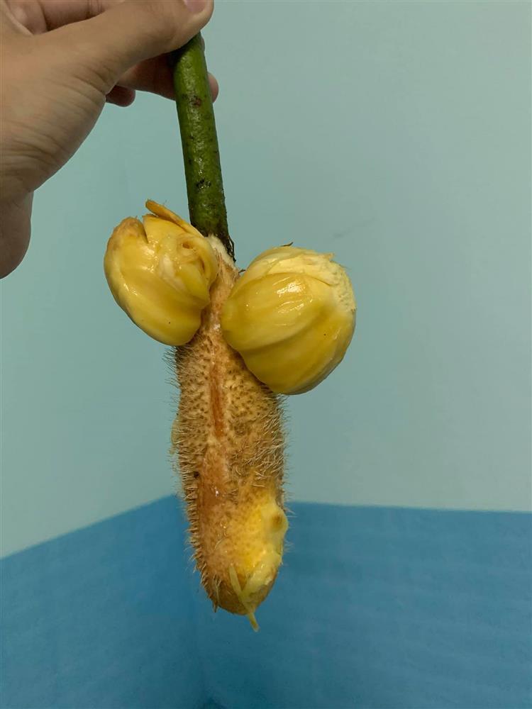 Lại 1 pha bổ mít trêu ngươi, chết ngượng vì giống y chang của quý-2