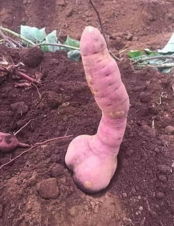 Lại 1 pha bổ mít trêu ngươi, chết ngượng vì giống y chang của quý-5