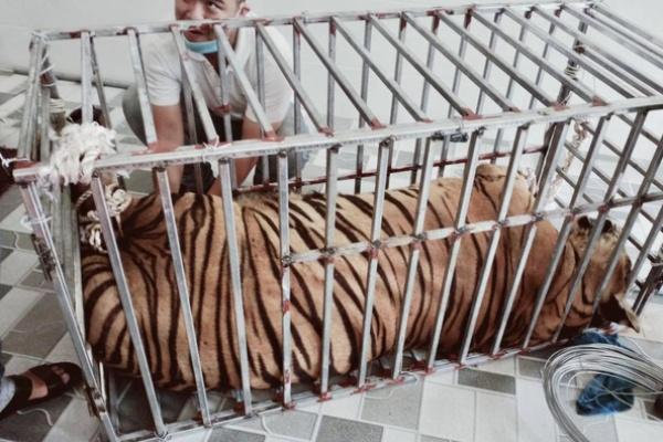 Thông tin mới về vụ 17 con hổ lớn nuôi nhốt trong khu dân cư-3