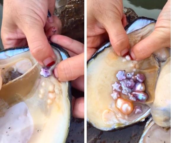 Thấy vật thể lạ trong con trai biển, dân mạng thảng thốt: Quá ảo diệu!-2