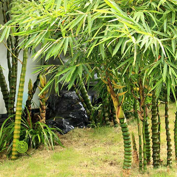 5 loại cây trồng trong nhà giúp xua đuổi vận đen tháng cô hồn-3