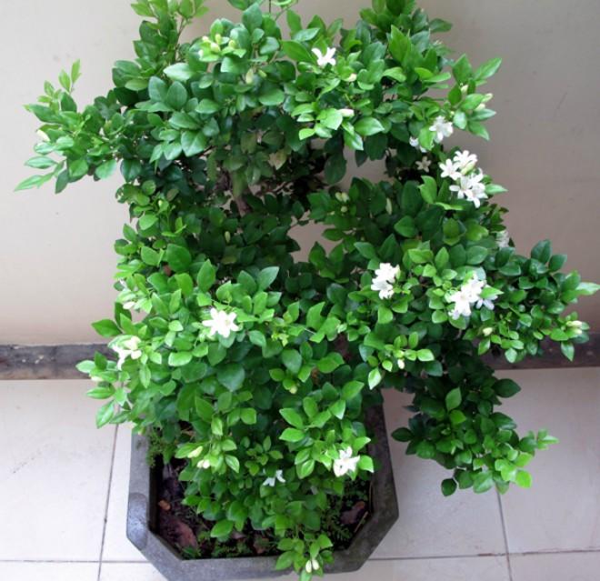 5 loại cây trồng trong nhà giúp xua đuổi vận đen tháng cô hồn-4