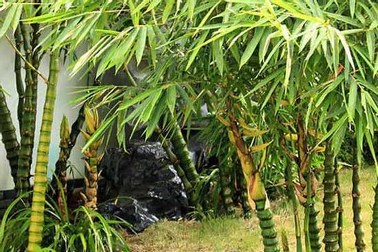 5 loại cây trồng trong nhà giúp xua đuổi vận đen tháng cô hồn