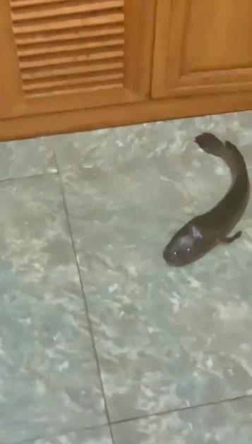 Bố mẹ mời gái đoảng ra khỏi nhà sau màn nướng cá lóc nguyên con-2