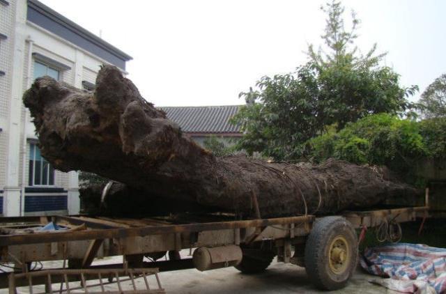 Nước sông cạn kiệt lộ ra loạt quan tài đen: Vàng bạc không là gì!-2