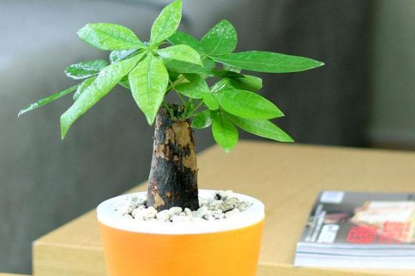 6 lưu ý phong thủy giúp gia chủ chiêu tài cầu lộc, gặt hái thành công-3