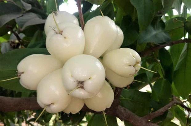 Loại quả Việt Nam ít coi trọng, sang Thái Lan thành của ngon vật lạ-6
