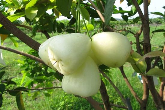 Loại quả Việt Nam ít coi trọng, sang Thái Lan thành 'của ngon vật lạ'