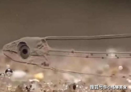 Món ăn nhà nghèo giờ được bán với giá trên trời-2