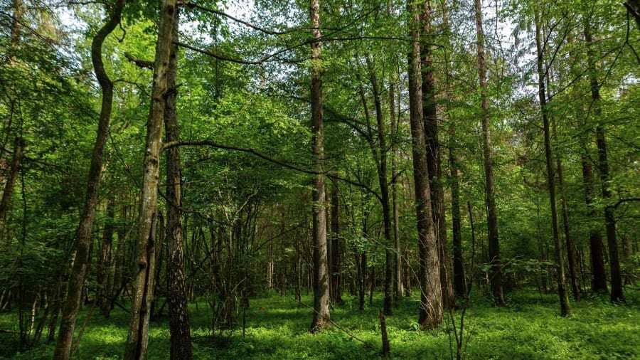 Hiếm hoi những địa điểm tự nhiên không có tiếng ồn nhân tạo-8