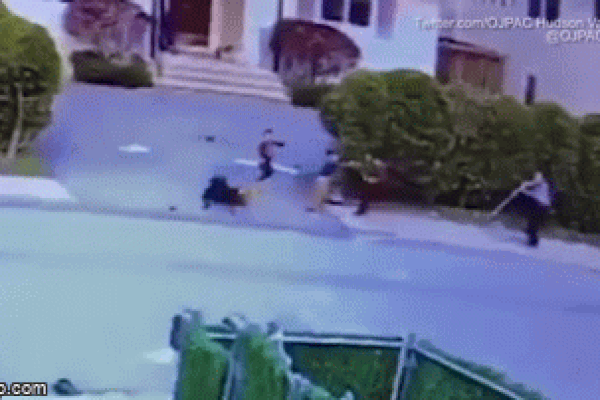 Clip: 2 con Pitbull tấn công 1 người, hàng xóm phải nổ súng-2