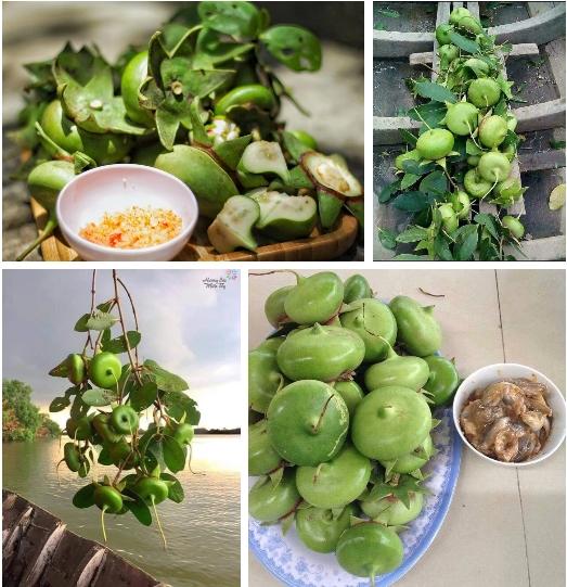 Xôn xao loại quả nhiều tên gọi nhất Việt Nam-4