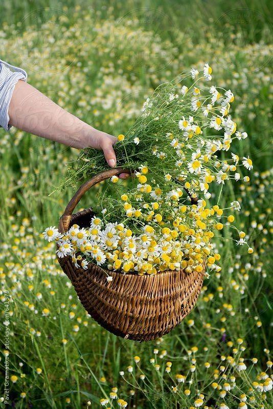 Tử vi 12 cung hoàng đạo thứ Bảy 14/8/2021: Sư Tử cẩn thận cạm bẫy-3