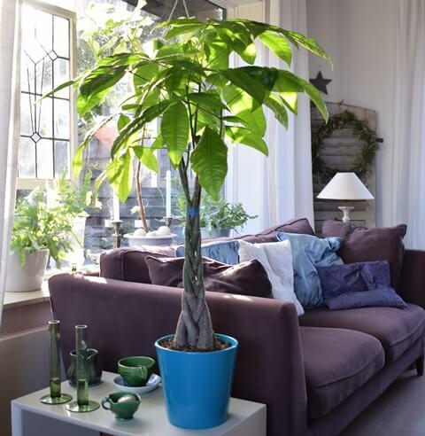 Vị trí trồng cây xanh mang năng lượng tích cực trong tháng cô hồn-1