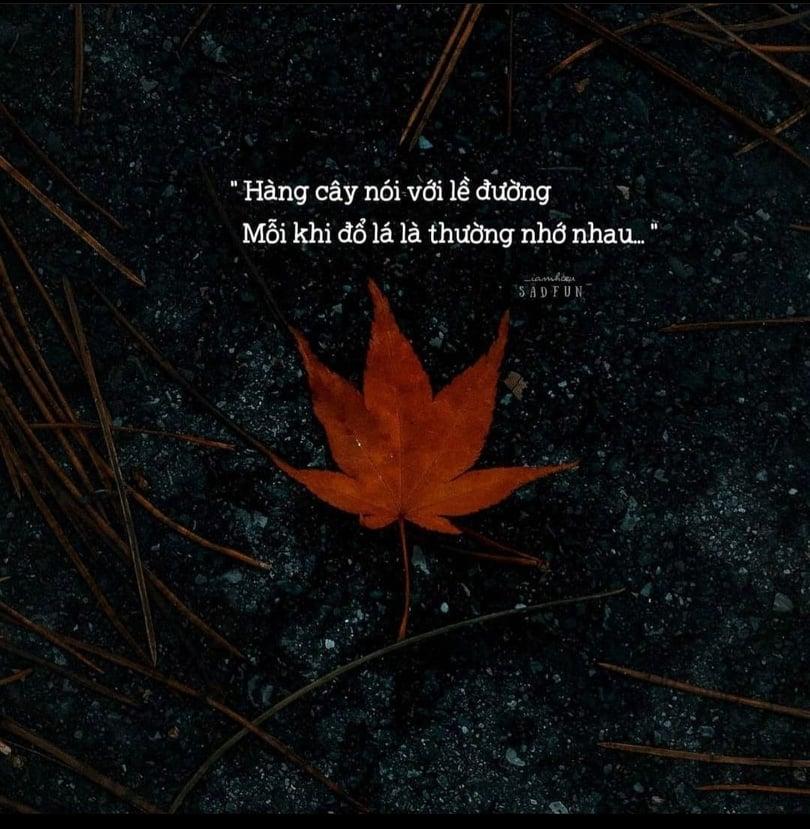 7749 thính hay chị em thả đâu dính đấy trong ngày lễ Thất Tịch-4