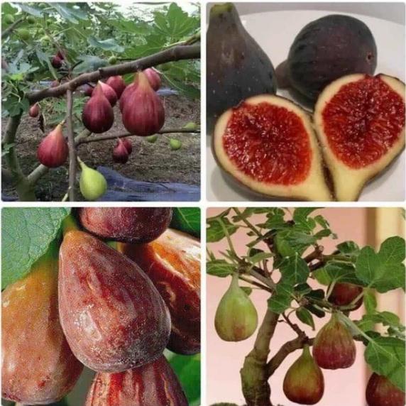 Loại quả xưa rụng không ai nhặt, giờ thành của ngon vật lạ-2