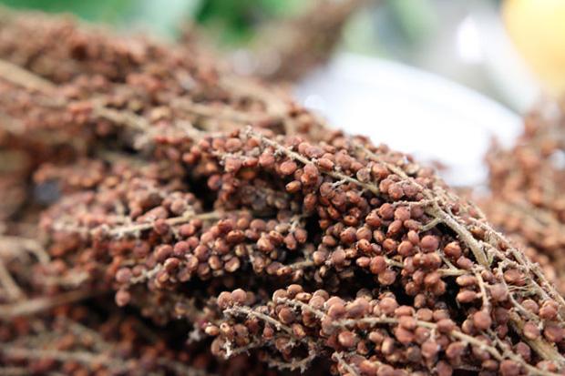 Loại quả xưa rụng không ai nhặt, giờ thành của ngon vật lạ-4