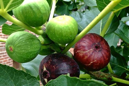 Loại quả xưa rụng không ai nhặt, giờ thành 'của ngon vật lạ'