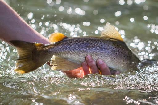 Những việc nên làm và không nên làm trong ngày lễ Thất Tịch-5