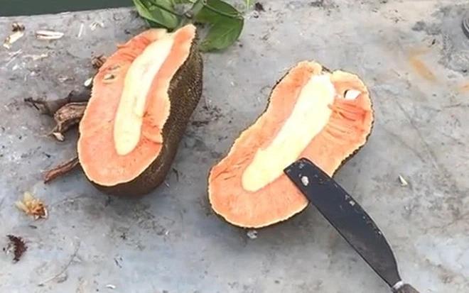 Mất 300k mua quả mít, dân mạng bảo mít xịn nhưng chàng trai đem vứt hết đi-1