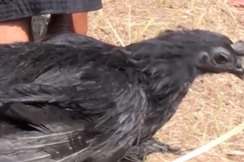 Chiêm ngưỡng thủ đô mới của Indonesia, dự án hàng chục tỷ USD-1