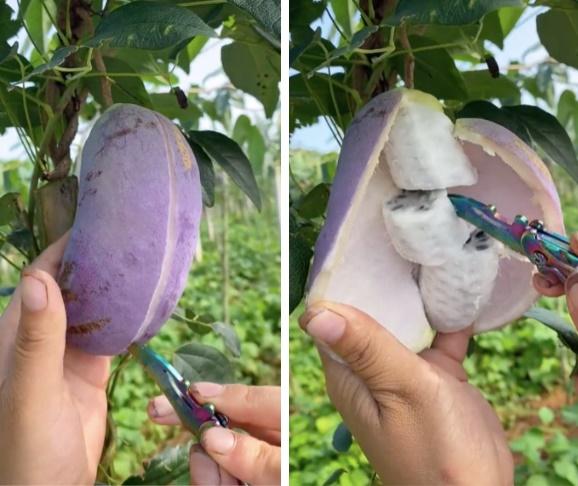 Thứ quả tím lịm tìm sim như xoài nhưng bên trong lại là chuối-1