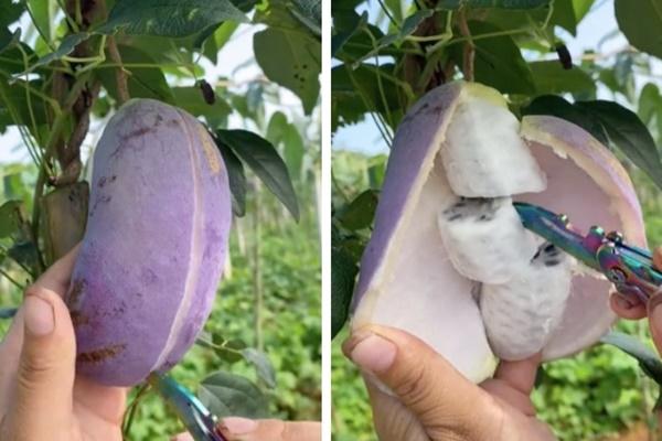 Những thời điểm ăn xoài không thích hợp dễ biến thành thuốc độc-6