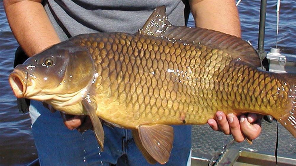 2 món tuyệt đối không nên ăn cùng đậu xanh vì dễ tạo độc dược-2