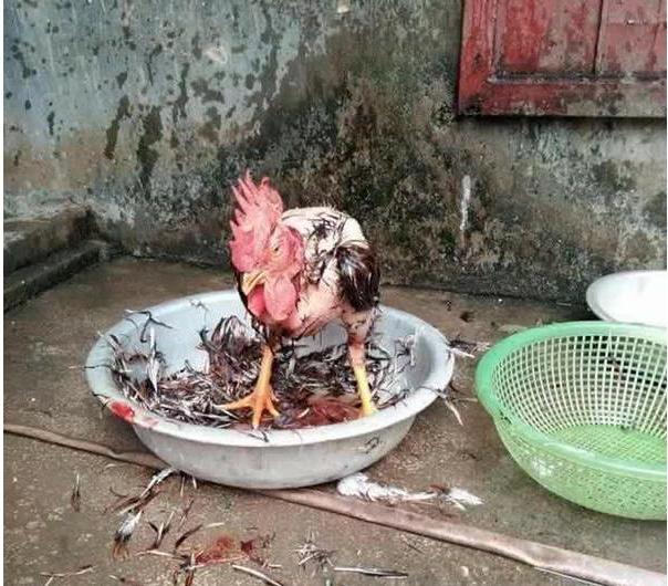 Gái đoảng vặt lông gà kiểu Khá Bảnh bị mẹ đá khỏi nhà-3