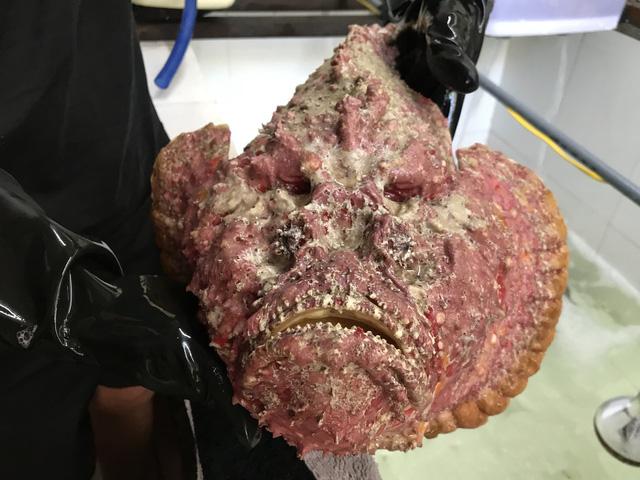 Ngã ngửa 4 loài cá xấu phát hờn thành đặc sản hút khách-4