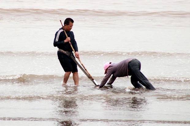 Cảnh tượng lúc nhúc ở bãi biển ai cũng rùng mình nổi da gà-3