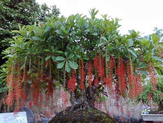 6 loại cây trồng trước cửa nhà tăng lộc giàu có, con cái hiếu thuận-2