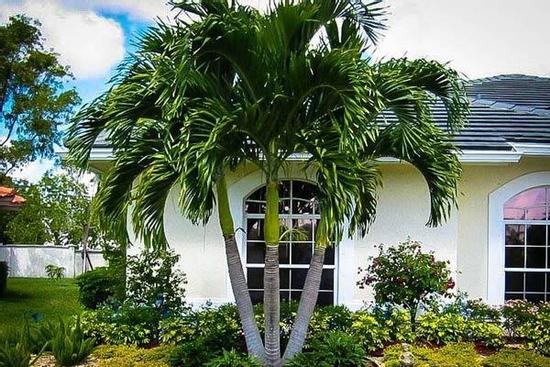 6 loại cây trồng trước cửa nhà tăng lộc giàu có, con cái hiếu thuận