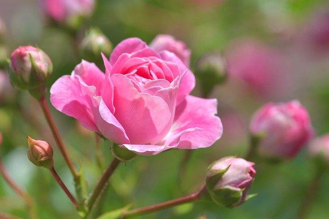 Ngày sinh âm lịch thành tựu nổi bật, giàu vạn người mê-3