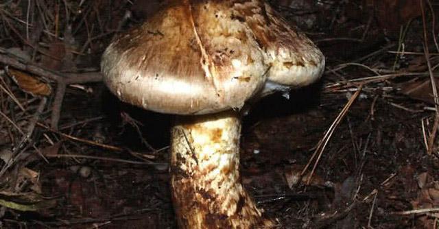 Nhà giàu săn nấm ăn chay với giá nhà nghèo không dám nghĩ-3