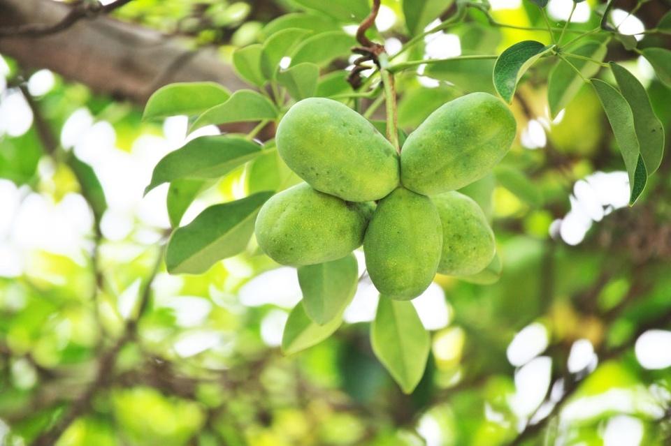 Loại quả ruột chuối, mùi giống chocolate của Nhật Bản-2