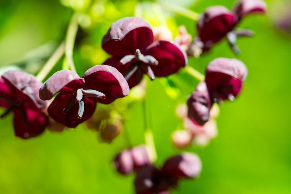 Loại quả ruột chuối, mùi giống chocolate của Nhật Bản-4