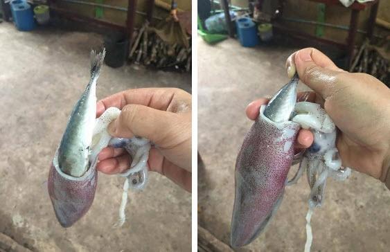 Vui hơn Tết vì mua cá được khuyến mại mực ăn thêm mùa dịch-5