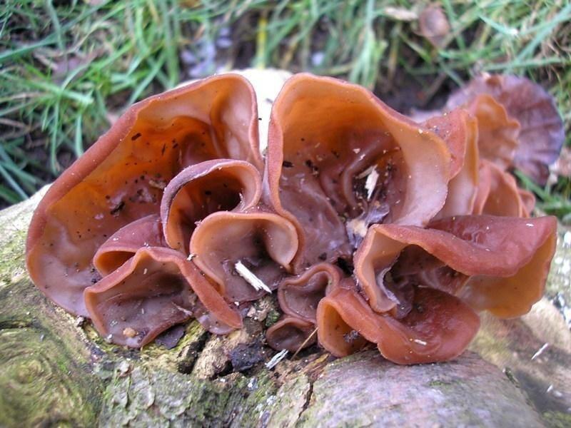 Những sai lầm khi ăn mộc nhĩ mà người Việt Nam đều mắc-2